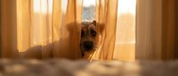 Curious terrier dog peeking through sheer golden curtains near a window, warm cozy home interior with soft natural light.