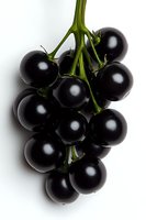 Fresh black currant bunch with green stem on white background, macro shot showing glossy berries texture and natural details. Suitable for food packaging design.