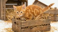 Orange tabby kitten sitting in rustic wooden crate filled with straw in barn setting. Adorable farm cat with bright eyes perfect for pet care advertising.