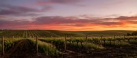 Vineyard rows stretch across rolling terrain under a dramatic sunset sky with orange, pink, and purple clouds casting warm light over grapevines and wooden posts during golden hour.