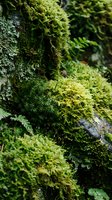 Lush green moss covering tree bark in forest creating natural texture for environmental and botanical projects.