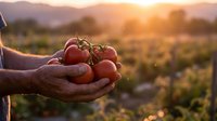 Farmer hands holding fresh ripe tomatoes at sunset in agricultural field. Organic farming harvest concept for healthy food production and sustainable agriculture.