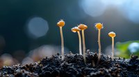 Small orange mushrooms growing from dark soil against blurred bokeh background, macro nature photography showing delicate fungal growth in natural light.