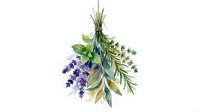 Hanging bundle of dried lavender flowers with green foliage and twine, isolated on white background for botanical design, home decor, and craft projects.
