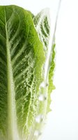 Fresh romaine lettuce leaf with water droplets isolated on white background, suitable for food and culinary design projects.