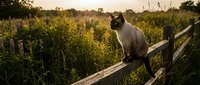 Brown and white cat sitting on wooden fence post in overgrown field at golden hour, surrounded by wild grass and vegetation, outdoor wildlife scene.