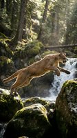 Mountain lion leaping across moss-covered rocks near waterfall in forest wilderness showcasing powerful predator movement and natural agility in habitat.