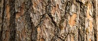 Tree bark texture with natural brown and gray tones, featuring deep cracks and weathered patterns. Suitable for backgrounds, nature designs, and woodland-themed projects.