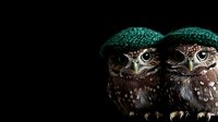 Two adorable burrowing owls wearing matching green knitted caps sitting close together against black background for wildlife photography concepts.