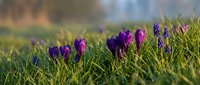 Purple crocuses and grape hyacinths blooming in fresh green grass during golden hour spring morning with soft bokeh background for seasonal gardening concepts.
