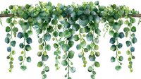 Cascading eucalyptus leaves and branches create natural border design with hanging green foliage on white background, isolated decorative botanical element.