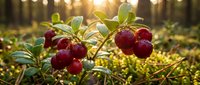 Fresh red cranberries growing on green bush branches in natural forest setting with warm golden sunlight filtering through trees in background.