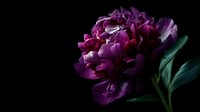 Dramatic purple peony flower in full bloom against black background, showcasing delicate petals and rich color for elegant floral photography.