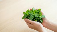 Young woman holding fresh mint leaves in cupped hands against wooden surface. Suitable for culinary, wellness, and organic product marketing.