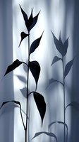 Elegant silhouette of plant stems and leaves casting dramatic shadows on light background with soft gradient lighting creates minimalist nature composition.
