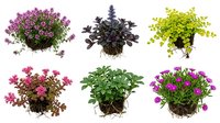Colorful flowering plants with exposed root systems isolated on white background for gardening and botanical design projects.