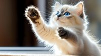 Playful white ragdoll kitten with bright blue eyes reaching up with paw against blurred background, capturing adorable feline moment in soft natural lighting.