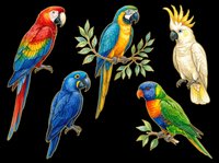 Colorful parrot collection featuring macaws and cockatoos in various poses, isolated on transparent background. Ready for t-shirt designs, clipart, stickers, sublimation, and print-on-demand products.