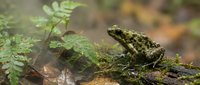 Spotted toad sitting on mossy forest floor surrounded by green ferns and natural woodland vegetation in autumn habitat.