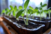 Young green seedling growing in plastic pot with soil, macro photography showing fresh sprout leaves and dark fertile earth for gardening and agriculture.