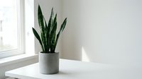 Snake plant in modern gray pot on white table near window with natural light creating minimalist home decor for interior design and wellness spaces.