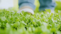Fresh microgreens growing in greenhouse, close-up view of tender green sprouts with soft natural lighting, organic farming concept for healthy eating.