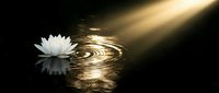 White lotus flower floating on dark water with golden light rays creating ripples and reflections for meditation and wellness concepts.