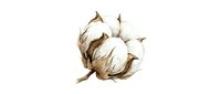 Cotton boll with fluffy white fibers and brown sepals isolated on white background for natural textile and organic farming designs.