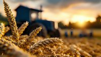 Golden wheat ears in sunset light with farm silhouette in background, dramatic evening sky and harvest field creating atmospheric rural landscape.