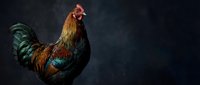 Colorful rooster with vibrant red, gold, and iridescent green plumage standing against dark background, suitable for poultry farming, agriculture, and animal photography projects.