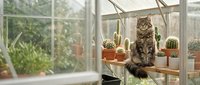 Tabby cat sitting on wooden shelf among potted cacti and succulents in bright greenhouse with natural lighting for gardening and pet lifestyle concepts.