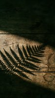 Fern leaf shadow cast on wooden surface with natural sunlight creating dramatic contrast between light and dark areas, suitable for backgrounds and design projects.