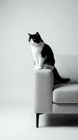 Black and white cat sitting on modern gray sofa armrest in minimalist interior setting for home decor and pet lifestyle concepts.