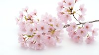 Pink cherry blossom branch with delicate flowers on white background. Spring sakura blooms isolated for seasonal designs and nature projects.