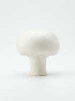 Isolated white mushroom with rounded cap and cylindrical stem on neutral background, suitable for culinary, botanical, and design applications.