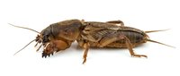 Pair of brown crickets or camel crickets isolated on white background, showing detailed anatomy with long antennae and legs for educational or pest control content.