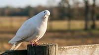 White dove perched on wooden fence post in rural countryside setting with soft natural lighting and blurred background for peaceful concepts.
