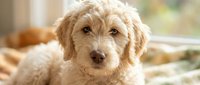 Adorable cream-colored goldendoodle puppy with curly fur sitting indoors near window with soft natural lighting for pet care and family lifestyle content.