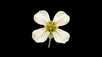 Delicate white flower with four petals and yellow-green center, isolated on transparent background. Ready for t-shirt designs, clipart, stickers, sublimation, and print-on-demand projects.