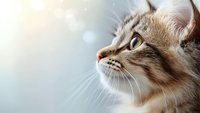 Close-up profile view of gray tabby cat with long fur against soft blurred background with bokeh lights, showing detailed whiskers and alert expression.