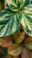 Variegated fatsia japonica leaf with cream and green patterns in natural garden setting for botanical and landscaping projects.
