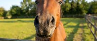 Brown horse with white blaze on face standing in sunny pasture with green grass and wooden fence, suitable for equestrian, farm, and animal content.