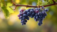 Fresh ripe purple grapes hanging on grapevine branch with green leaves against blurred natural background with soft bokeh effect and sunlight.