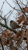Small songbird perched on lichen-covered branch surrounded by dried brown oak leaves and bare twigs during autumn season. Wildlife and nature photography.