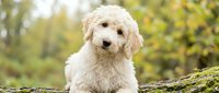 Adorable cream-colored poodle puppy sitting on moss-covered log in sunny autumn forest. Cute fluffy dog with curly coat outdoors in natural setting.