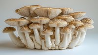 Cluster of cream-colored mushrooms with ribbed caps and slender stems against neutral background, showcasing detailed gills and natural textures in botanical arrangement.