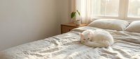 Fluffy white cat resting on unmade bed with cream linen bedding near sunlit window and wooden nightstand with plant.