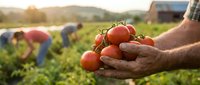 Farmer hands holding fresh ripe red tomatoes in organic vegetable garden with workers harvesting crops in background during golden hour sunset.