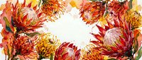 Vibrant autumn protea flowers frame with warm orange, red and yellow blooms creating decorative border on white background for seasonal design projects.