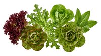 Assorted fresh lettuce varieties isolated on white, including red leaf, romaine, and green types, perfect for healthy food and nutrition concepts.